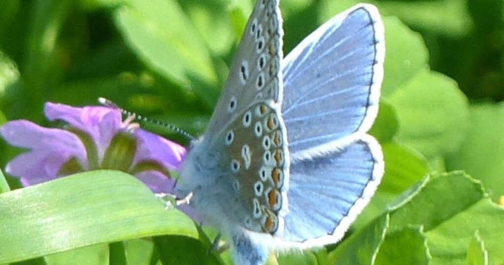Can you help with this year’s Big Butterfly Count?
