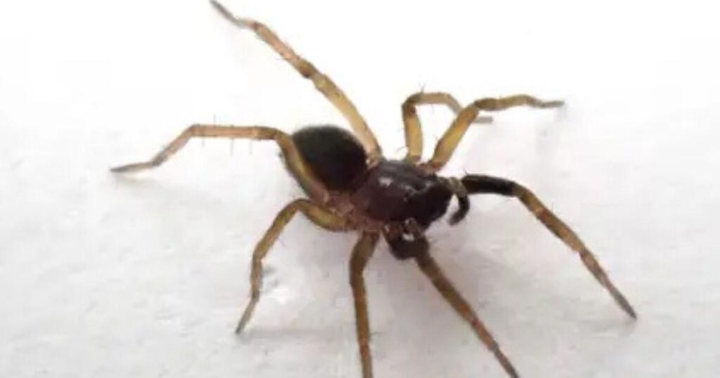 Critically endangered spider found for first time in UK
