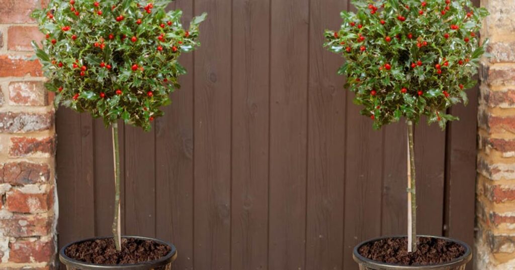 Save £50 on decorative trees and planters perfect for Christmas!