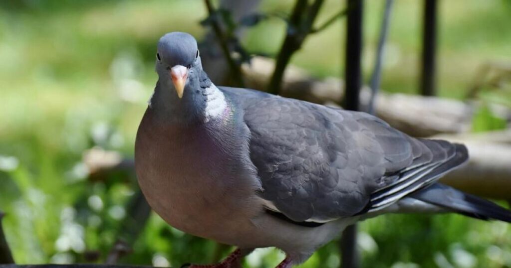 Southborough Lane Bromley boys kicked and bashed pigeons
