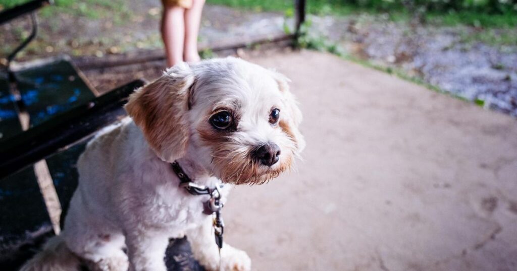 Hampstead Heath: Dog owner turns walkies into photo book