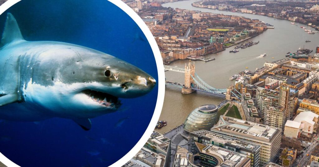 Are there sharks in the River Thames and are they dangerous?