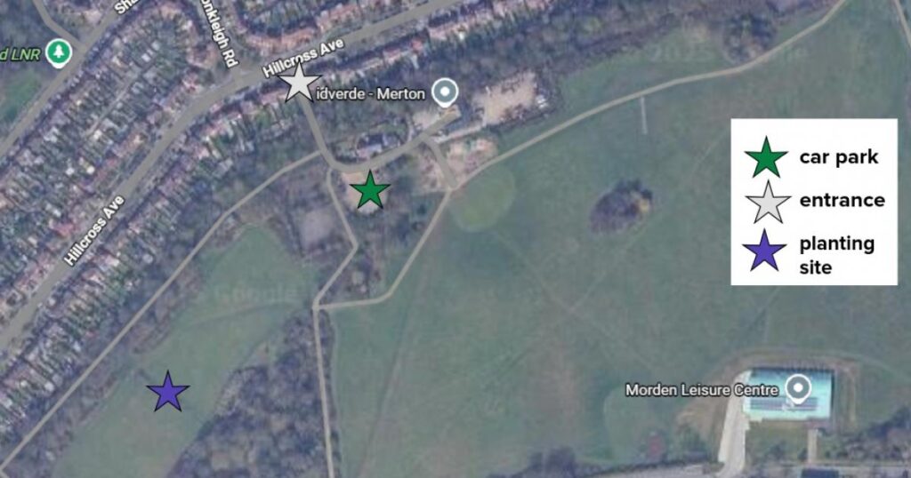 Oak planting session at Morden Park